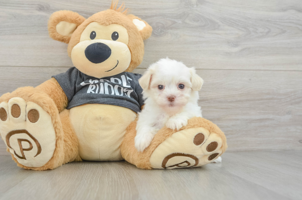 6 week old Havanese Puppy For Sale - Windy City Pups