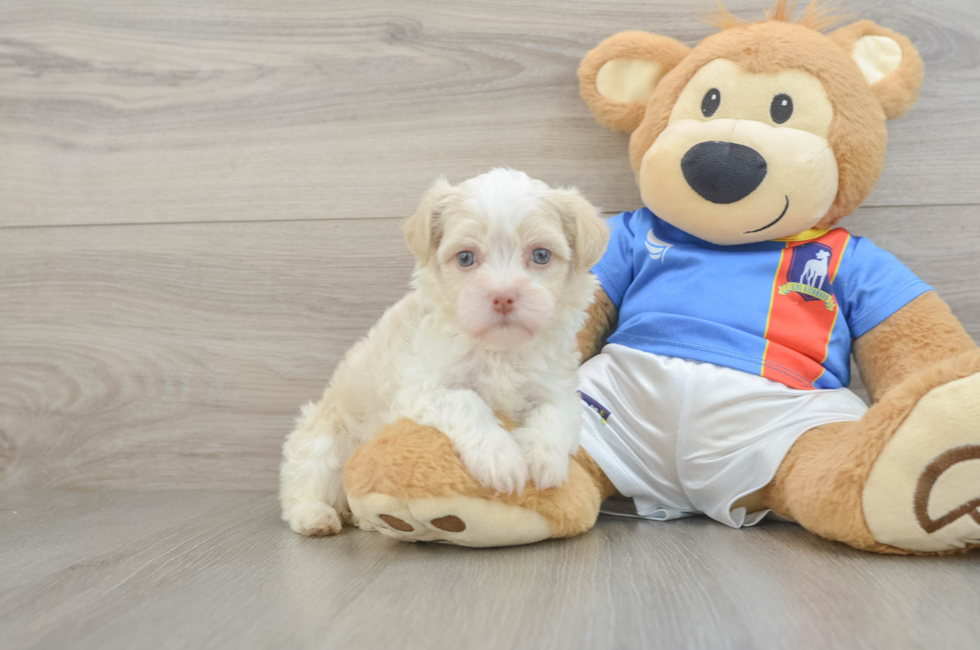 5 week old Havanese Puppy For Sale - Windy City Pups