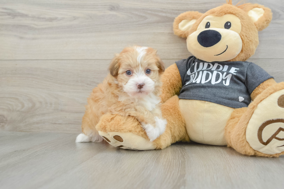 Havanese Pup Being Cute