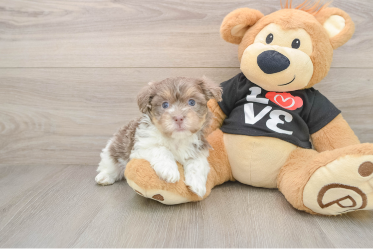 Havanese Puppy for Adoption