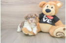 Havanese Puppy for Adoption