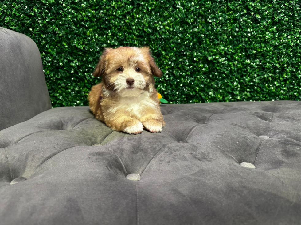 Best Havanese Baby