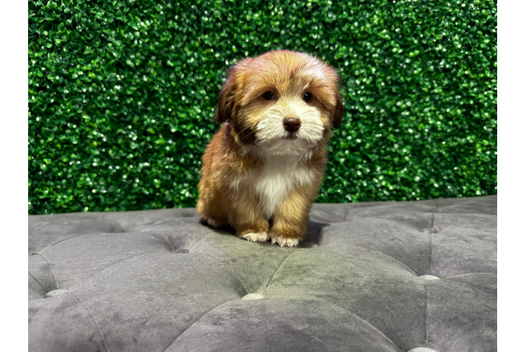 Cute Bichon Havanes Purebred Puppy