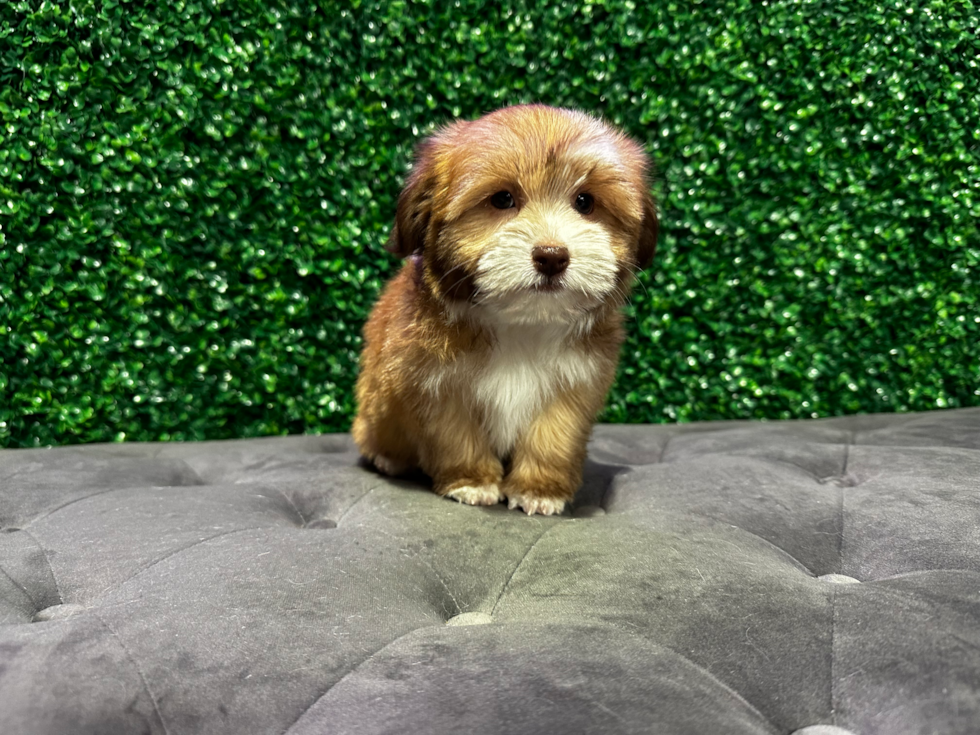 Cute Bichon Havanes Purebred Puppy