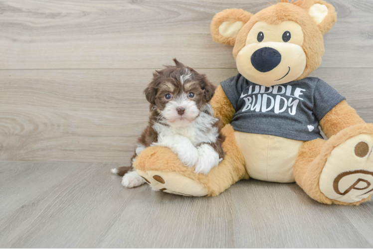 Havanese Pup Being Cute