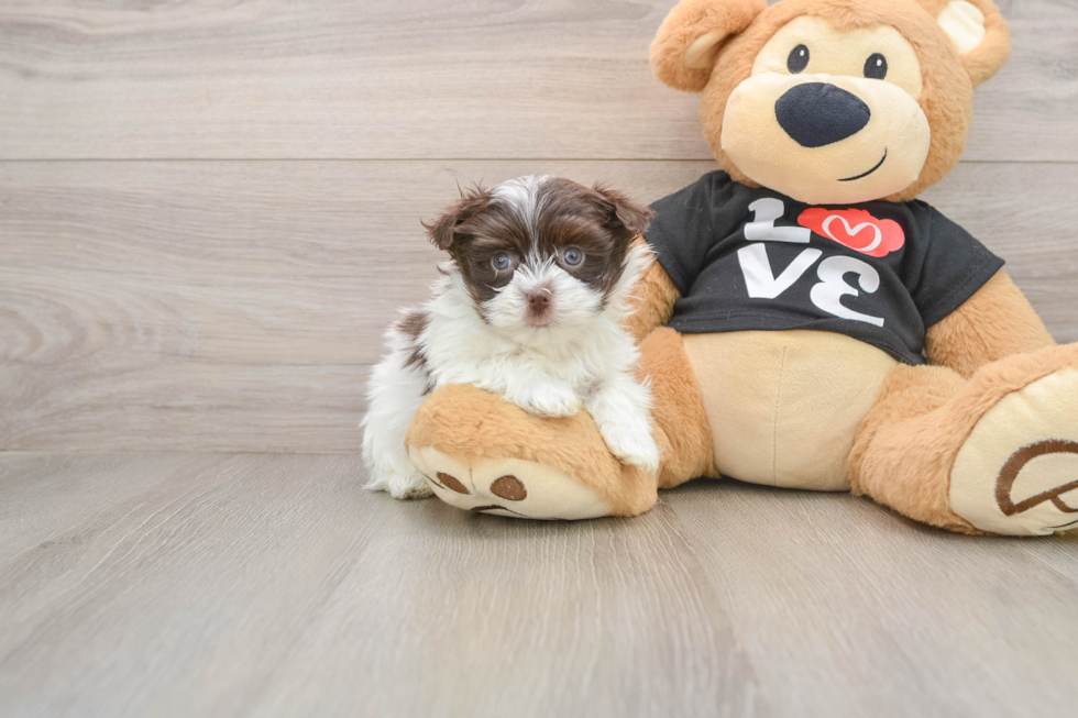 Havanese Pup Being Cute