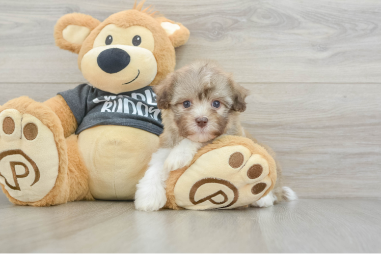 Funny Havanese Baby