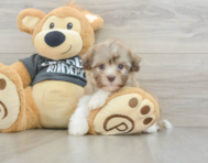 8 week old Havanese Puppy For Sale - Windy City Pups