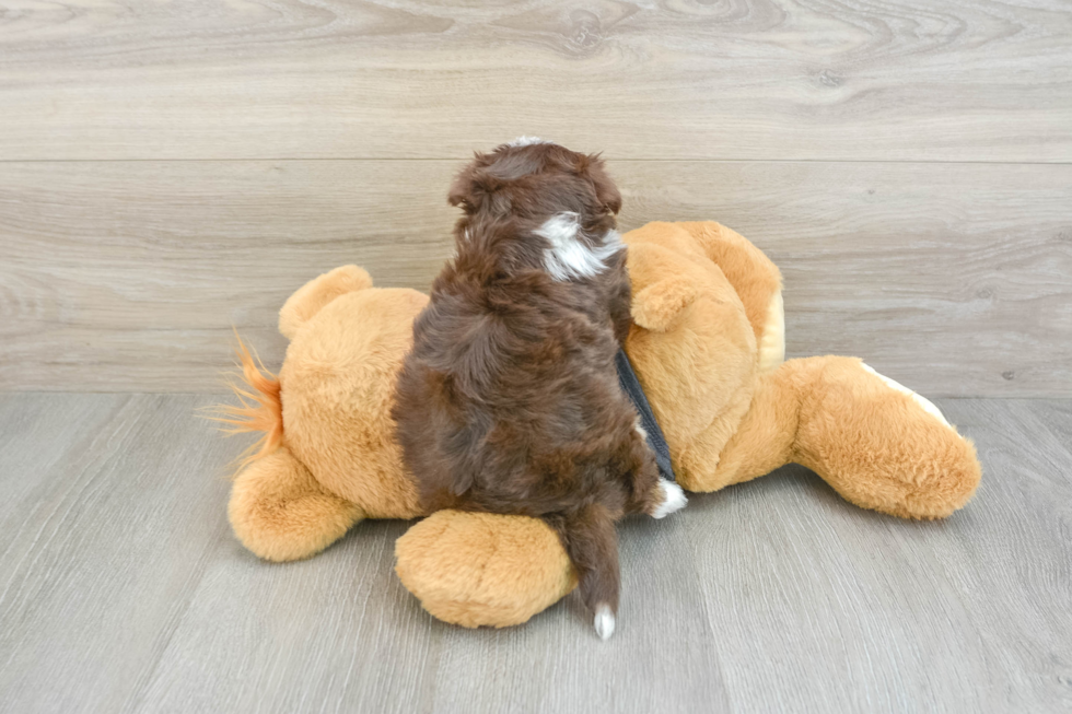 Small Havanese Baby