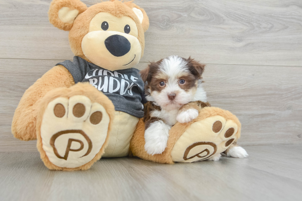 Havanese Puppy for Adoption