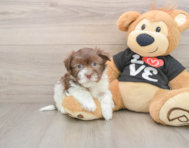7 week old Havanese Puppy For Sale - Windy City Pups
