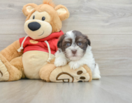 8 week old Havanese Puppy For Sale - Windy City Pups