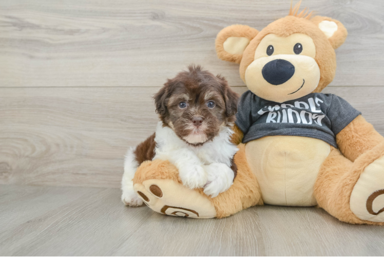 Havanese Pup Being Cute