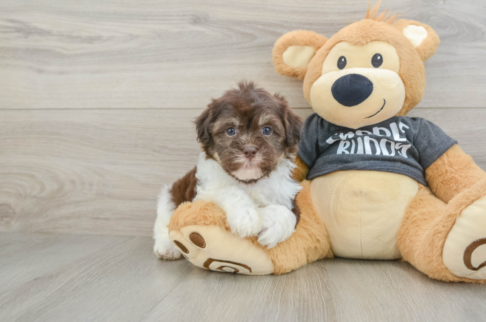 6 week old Havanese Puppy For Sale - Windy City Pups