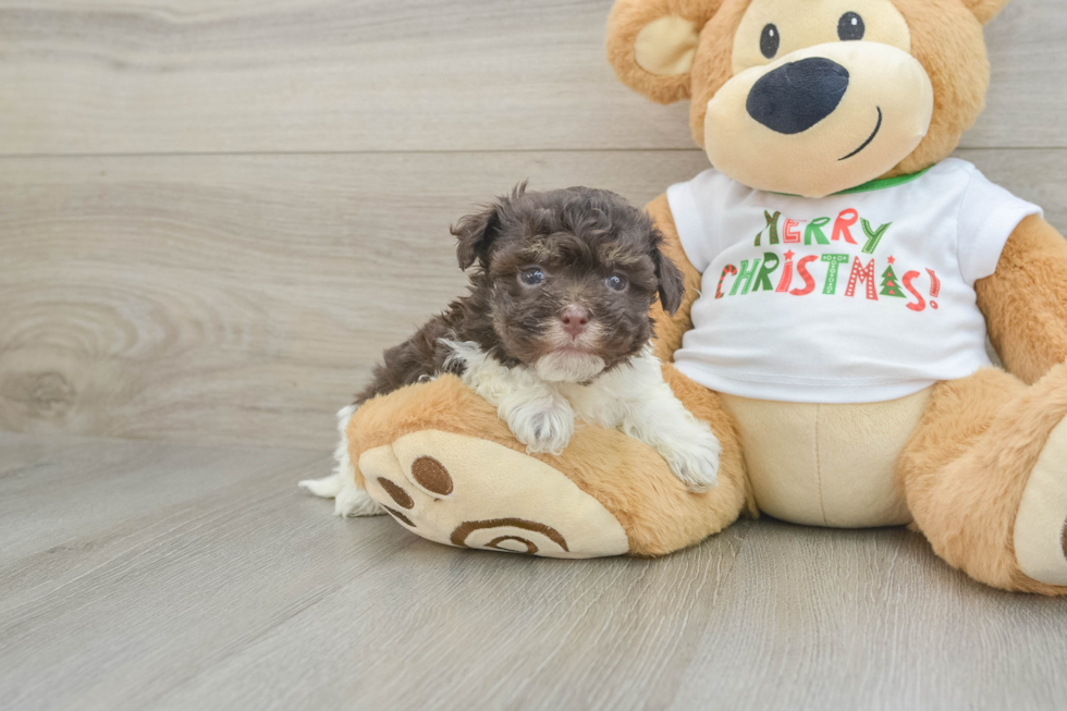 Energetic Bichon Habanero Purebred Puppy