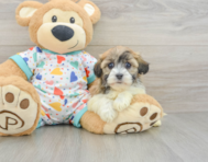 6 week old Havanese Puppy For Sale - Windy City Pups