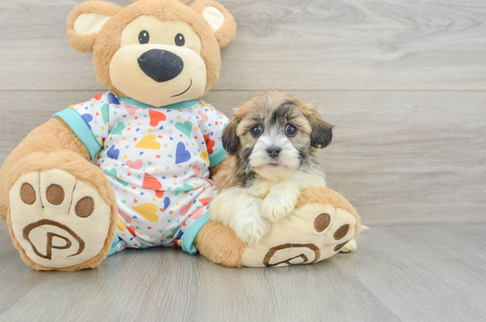 6 week old Havanese Puppy For Sale - Windy City Pups
