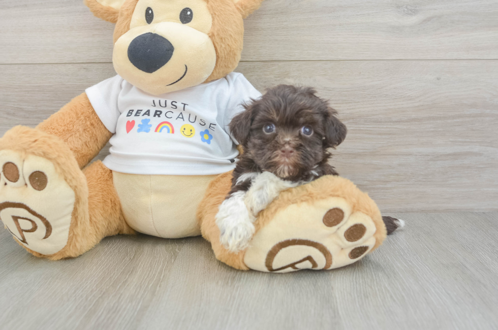 7 week old Havanese Puppy For Sale - Windy City Pups
