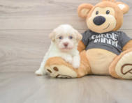5 week old Havanese Puppy For Sale - Windy City Pups