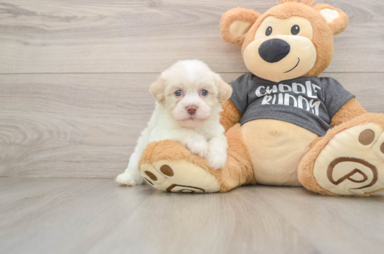 Havanese Puppy for Adoption