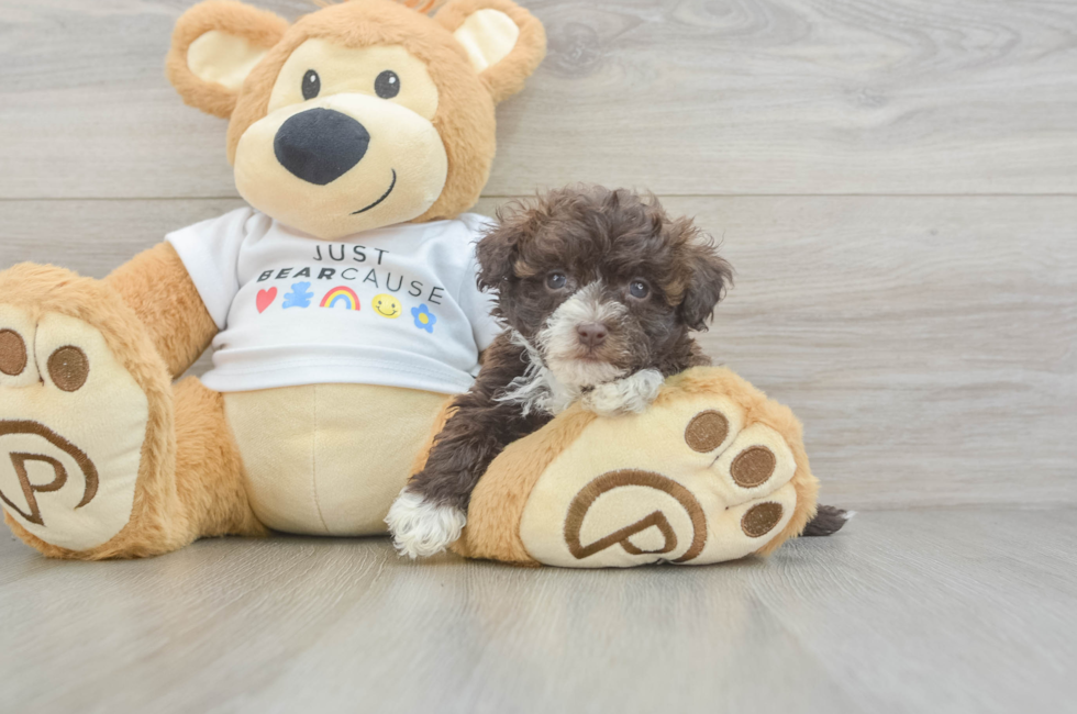 7 week old Havanese Puppy For Sale - Windy City Pups