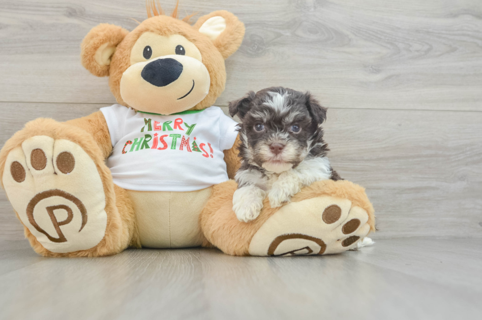 6 week old Havanese Puppy For Sale - Windy City Pups