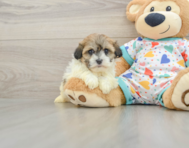 6 week old Havanese Puppy For Sale - Windy City Pups