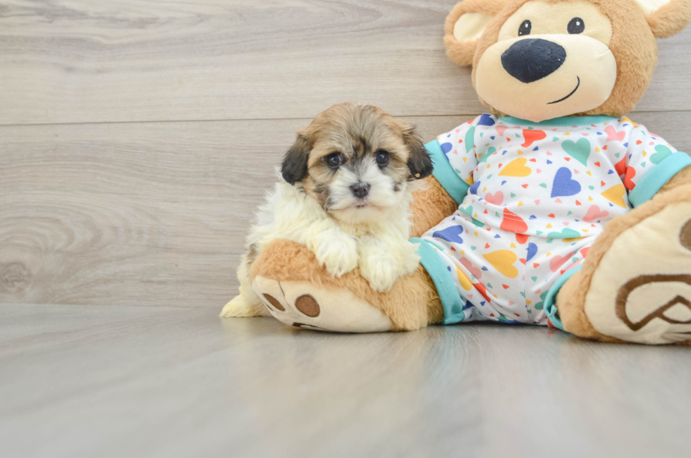 6 week old Havanese Puppy For Sale - Windy City Pups