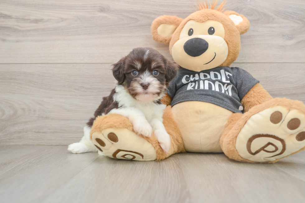 Little Havanese Baby