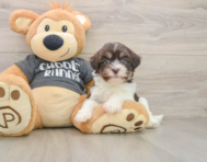 5 week old Havanese Puppy For Sale - Windy City Pups