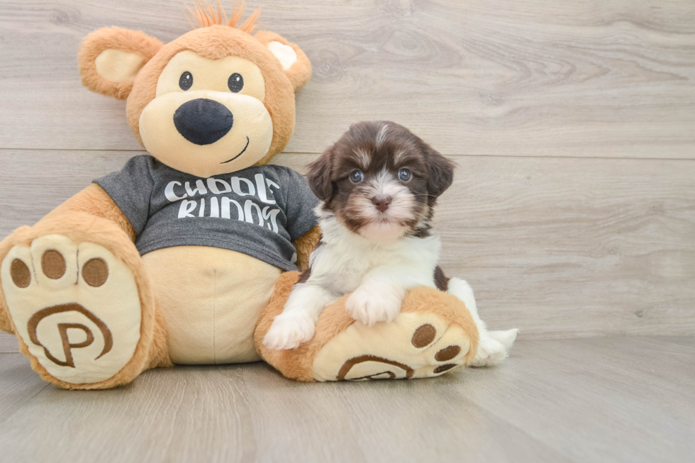Havanese Pup Being Cute