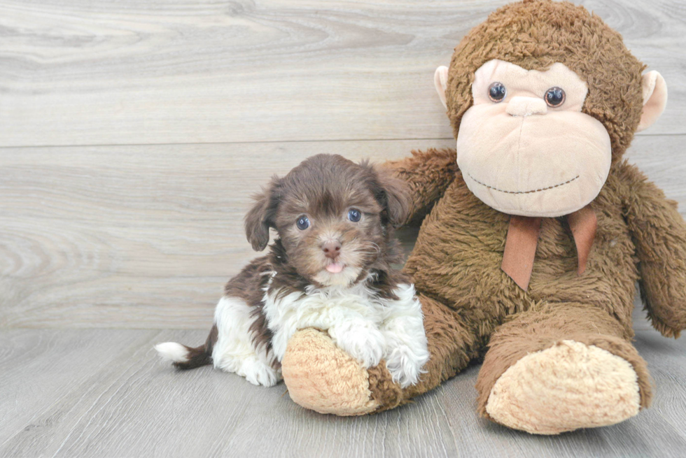 Havanese Pup Being Cute