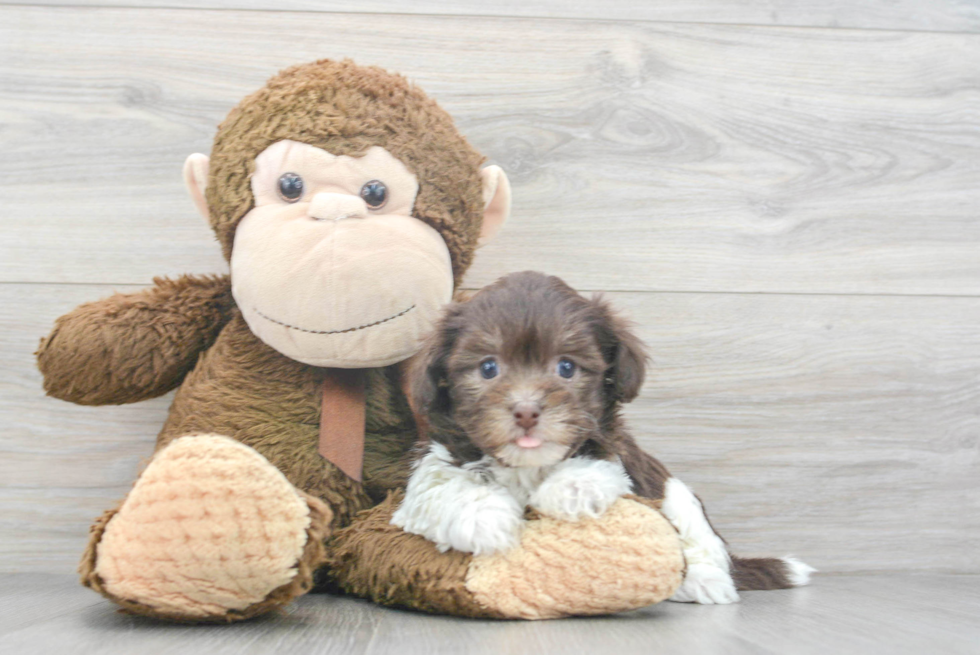 Friendly Havanese Baby