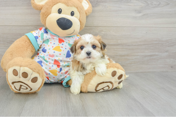 Smart Havanese Cuban Bichon Purebred Puppy