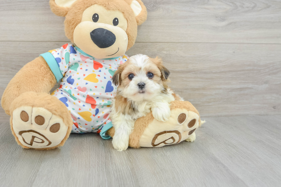 Smart Havanese Cuban Bichon Purebred Puppy