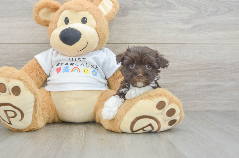 7 week old Havanese Puppy For Sale - Windy City Pups