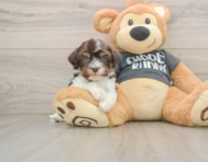 5 week old Havanese Puppy For Sale - Windy City Pups