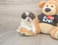 6 week old Havanese Puppy For Sale - Windy City Pups