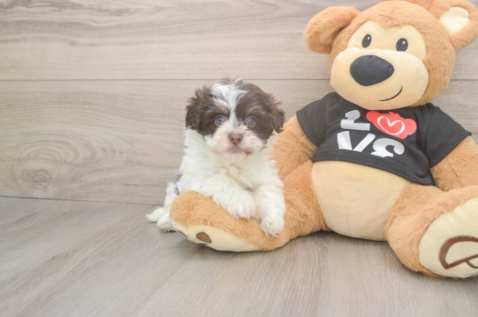 6 week old Havanese Puppy For Sale - Windy City Pups