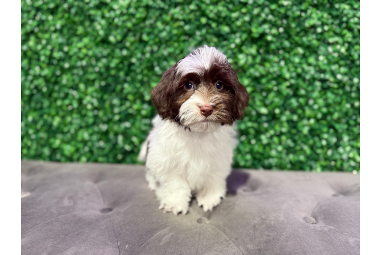 Havanese Puppy for Adoption