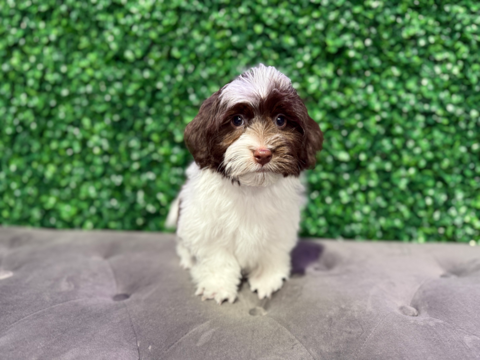 Havanese Puppy for Adoption