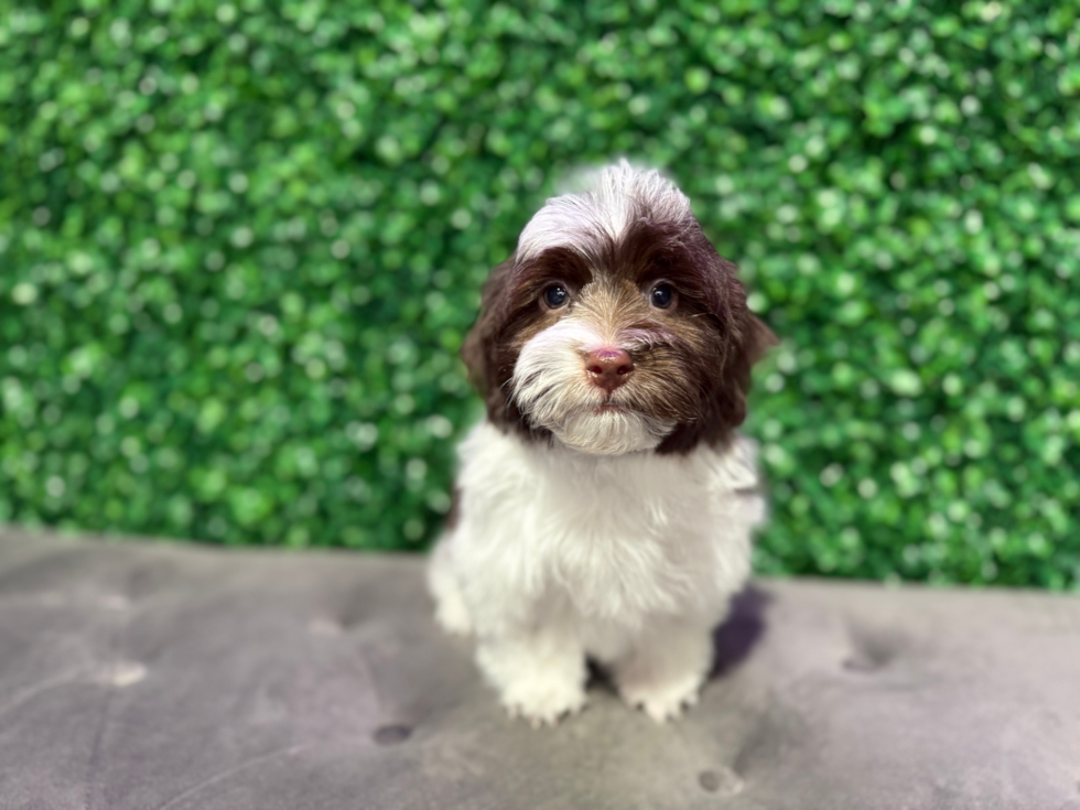 Havanese Pup Being Cute