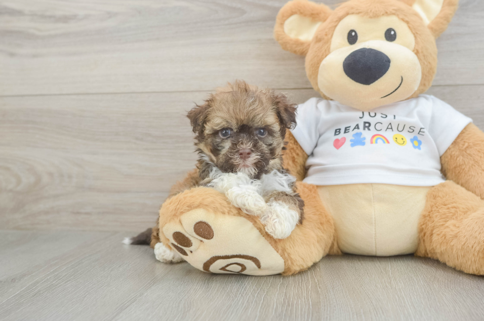 7 week old Havanese Puppy For Sale - Windy City Pups