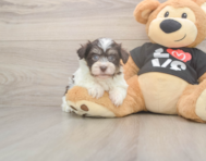 6 week old Havanese Puppy For Sale - Windy City Pups