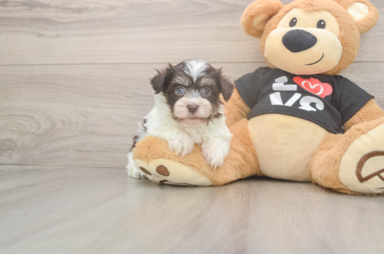 7 week old Havanese Puppy For Sale - Windy City Pups Little Havanese Purebred Pup