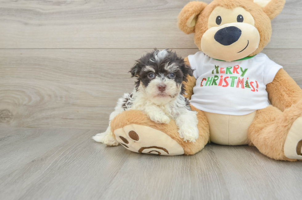 6 week old Havanese Puppy For Sale - Windy City Pups