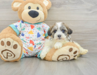 6 week old Havanese Puppy For Sale - Windy City Pups