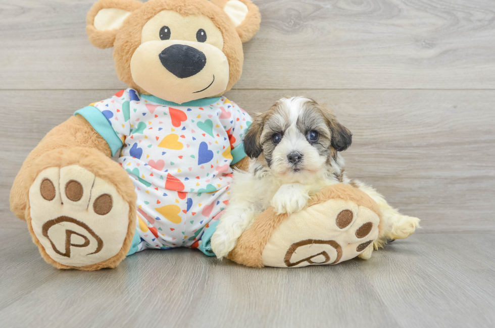 6 week old Havanese Puppy For Sale - Windy City Pups