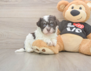 6 week old Havanese Puppy For Sale - Windy City Pups