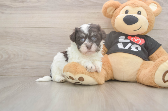 7 week old Havanese Puppy For Sale - Windy City Pups Havanese Pup Being Cute
